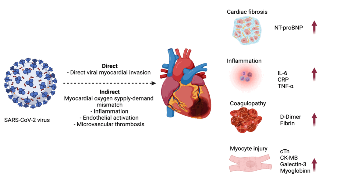 Cardiac-and-Inflammatory-Biomarkers-COVID-19